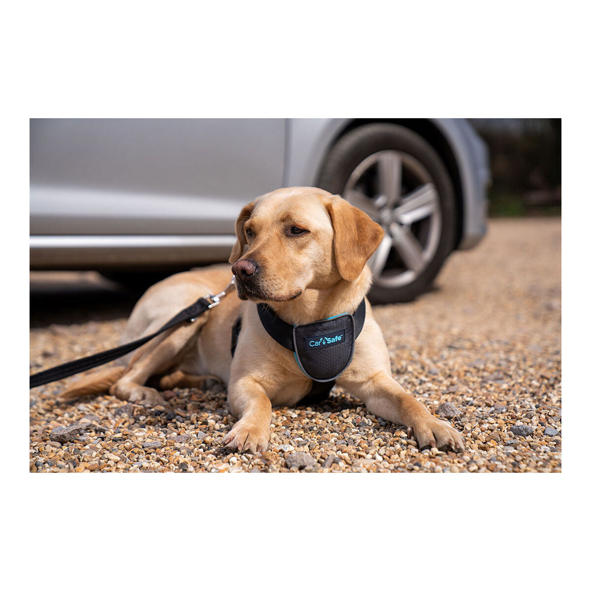 Dog Harness Company of Animals CarSafe Black L-3