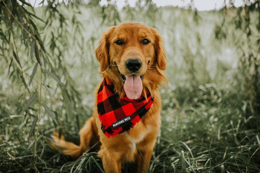 BANDANA - FINLEY-1