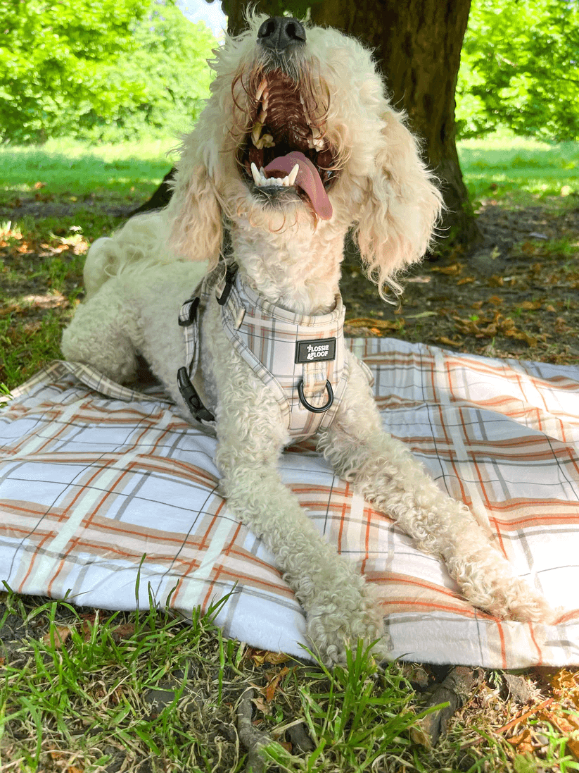 Oxford "Sand" Dog Blanket – by Flossie & Floof-2